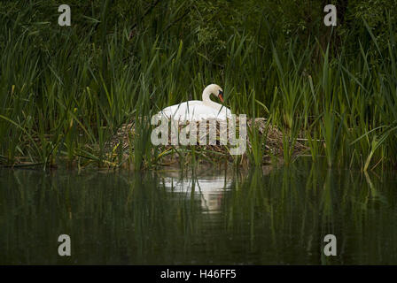 Cygne muet sur son nid, Cygnus olor, Banque D'Images