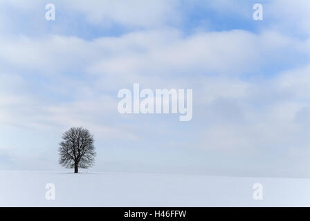 Châtaignier solitaire sur le terrain couvert de neige, Aesculus hippocastanum, [M] Banque D'Images