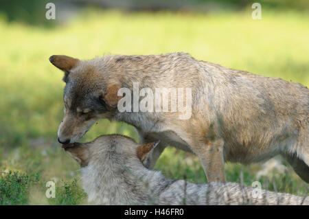 Bois de l'est le loup, Canis lupus lycaon, prairie, vue de côté, debout, l'Allemagne, Banque D'Images