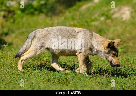 Timberwolf, Canis lupus lycaon, minet, prairie, vue latérale, exécuter, Allemagne, Banque D'Images