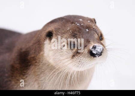 La loutre d'Amérique du Nord, Lontra canadensis, portrait, Banque D'Images