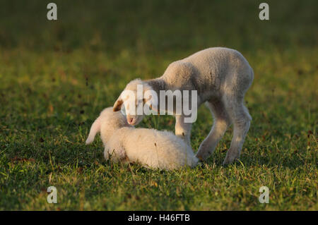 Les moutons domestiques, Ovis orientalis bélier, les jeunes animaux, prairie, vue de côté, debout, Banque D'Images