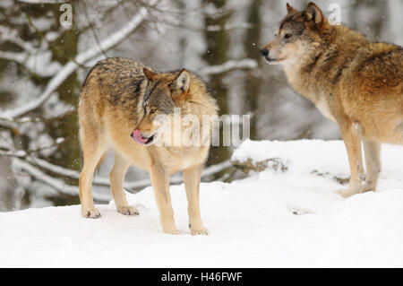 Bois de l'est le loup, Canis lupus lycaon, neige, vue de côté, debout, l'Allemagne, Banque D'Images