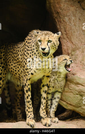 Le guépard, Acinonyx jubatus, mère avec de jeunes animaux, vue de face, debout, looking at camera, Banque D'Images