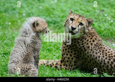 Le guépard, Acinonyx jubatus, mère avec de jeunes animaux, pré, looking at camera, Banque D'Images