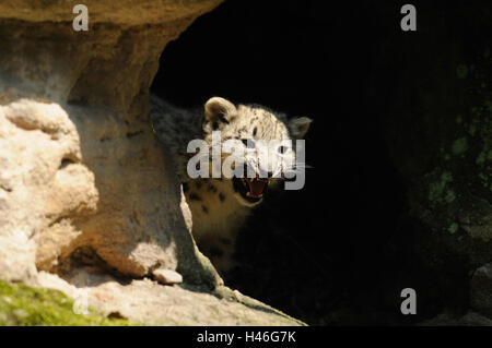 Snow Leopard, Uncia uncia, jeune animal, rock, vue de face, debout, sifflant, looking at camera, Banque D'Images