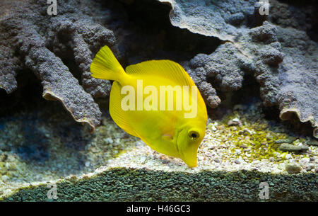 Zebrasoma Flavescens tang (jaune) Banque D'Images