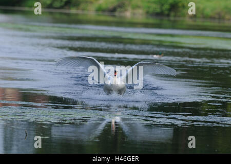 Hump, Swan Cygnus olor, lac, terrain, head-on, voir dans l'appareil photo, Banque D'Images