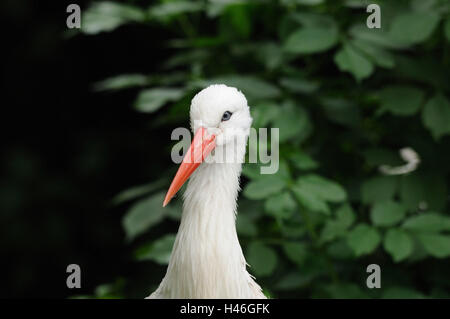 Cigogne blanche, Ciconia ciconia, portrait, tête, vue sur l'appareil photo, Banque D'Images