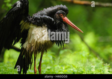 Cigogne noire, Ciconia nigra, la forêt de Bavière, la marche, vue latérale, Banque D'Images