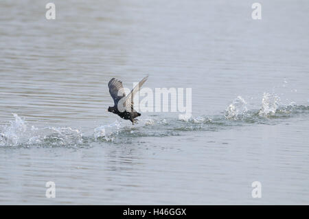 Foulque Fulica atra, de l'eau, courir, voler, vue latérale, Banque D'Images