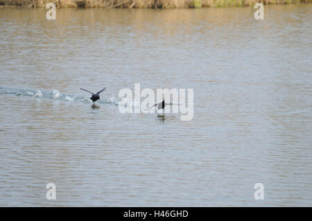 Foulque Fulica atra, de l'eau, courir, voler, Head-on, Banque D'Images