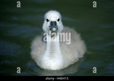 Étang, ralentisseur, Swan Cygnus olor, oisillons, nager, portrait, la piscine, l'eau, l'animal bébé, animal, certaines espèces d'oiseaux, canards, cygnes, oiseaux à l'envol des cygnes, le bas, la goutte d'eau, la réflexion, la nature, la curiosité, l'animal, portrait Banque D'Images