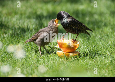 Le glaucome, jeune oiseau, l'alimentation, Banque D'Images