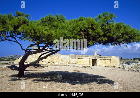 Île de Malte, Hagar Qim, usine de temple, d'entrée, arbre, île de la Méditerranée, la construction du complexe du temple, temple antique, la structure, l'architecture, historiquement, temple, ruine, demeure, l'expiration, l'histoire, la culture, la culture mégalithique, du tourisme, de l'endroit d'intérêt, à l'extérieur, ensoleillée, des nuances, Banque D'Images