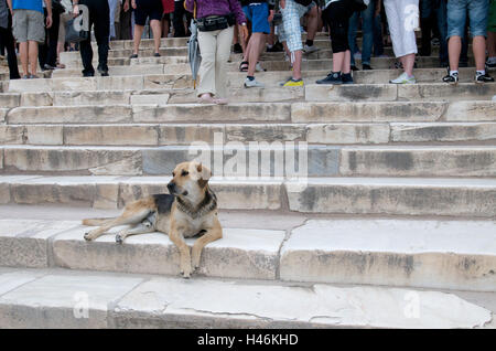 Chien allongé sur les marches de l'Acropole, Athènes, Grèce, Banque D'Images