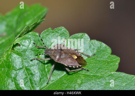 Hairy Shieldbug ou Prunelle Dolycoris baccarum Bug - forme couleur d'hiver Banque D'Images