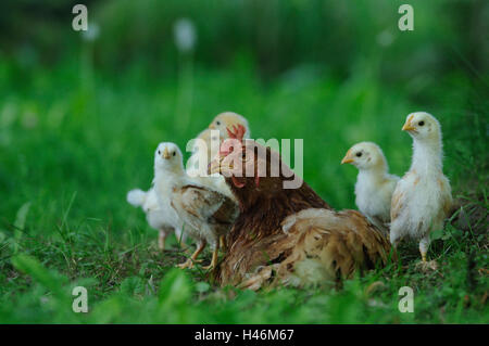 Chambre poulet, Gallus gallus domesticus, hen avec chick, Banque D'Images