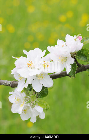 Apple Blossom, medium close-up, apple-tree, arbre, printemps, arbres, fleurs, blanc, fleurs, doucement, d'un arbre en fleurs, botanique, arbres, l'agriculture, la culture des fruits, la saison, Banque D'Images