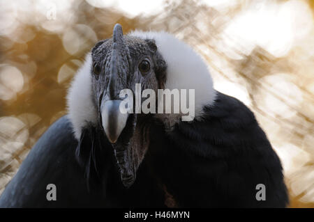 Condor des Andes, Vultur gryphus, portrait, tête, vue sur l'appareil photo, Banque D'Images