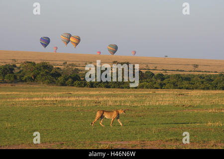 Safari en montgolfière, steppe, cheetah, Masai Mara, Kenya, Afrique, Banque D'Images