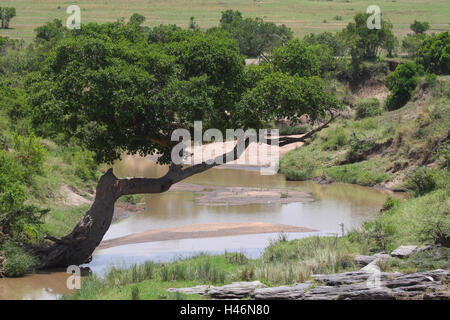 Fluss dans le Mara Masai Mara, Kenya, Afrique, Banque D'Images