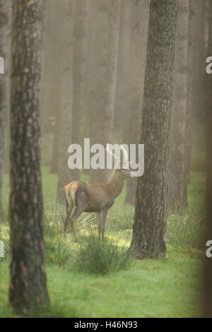 Red Deer (Cervus elaphus, vue de côté, le socle, le brouillard, le bois, l'automne, Banque D'Images