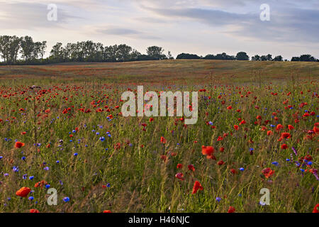 Domaine de coquelicots au coucher du soleil près de Mirow, Mecklembourg Poméranie occidentale, Allemagne Banque D'Images