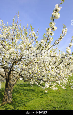 Prairie, arbres, fleurs de cerisier, de cerise, fleurs, la nature, les fruits à noyau plante, arbre, sorbe, printemps, cerisier fleurs, plantes, blanc, rose, cerise, de l'agriculture, Banque D'Images