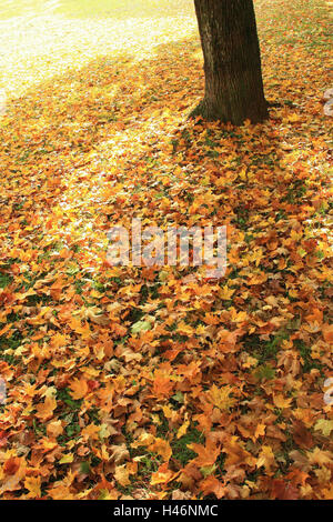 L'automne, les feuilles, le soleil, tronc, marbre, Banque D'Images