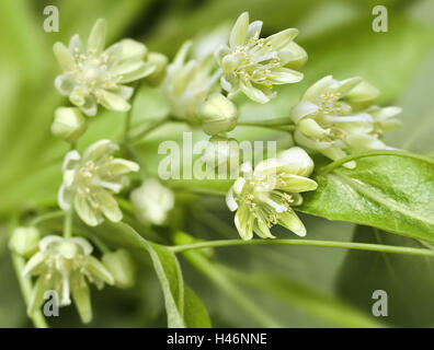 Fleurs de Tilleul, Tilia, rameau en fleurs, Close up, Banque D'Images