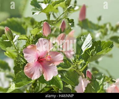 Hibiscus, Hibiscus sinensis, Marsh Mallow rose, mauve, plante Banque D'Images