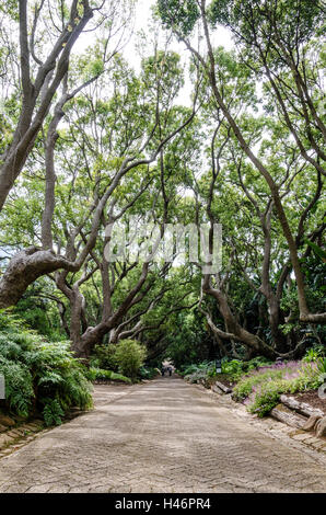 Jardin botanique, Cape Town, Western Cape, Afrique du Sud, l'Afrique Banque D'Images