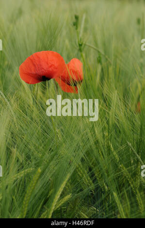 Clap les graines de pavot, Papaver rhoeas, champ de céréales, s'épanouir, de se concentrer sur l'avant-plan, l'Allemagne, Banque D'Images