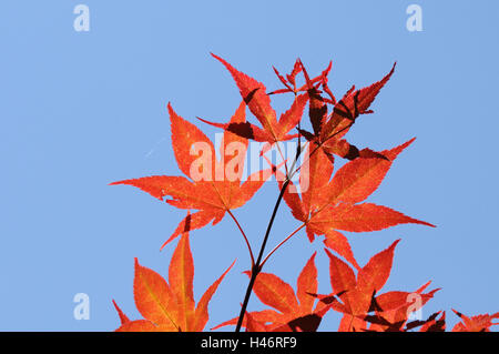 L'érable professionnel, Acer palmatum, rouge, feuilles, automne, Allemagne, Banque D'Images