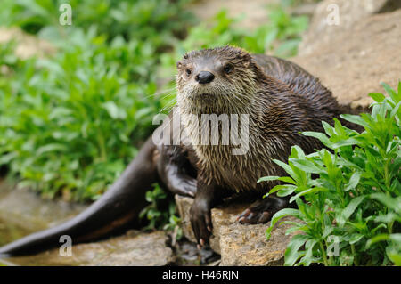 Loutre du Canada, Lutra canadensis, rock, vue de face, le mensonge, looking at camera, Banque D'Images