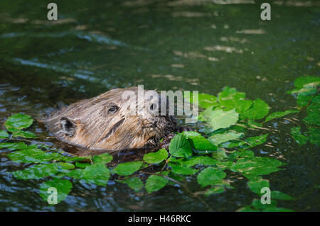 Castor, Castor canadensis, l'eau, vue de côté, les hêtres feuillage, mange, Banque D'Images