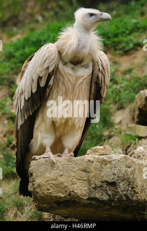 Vautour fauve, Gyps fulvus, rock, vue de face, assis, point sur le premier plan, Banque D'Images