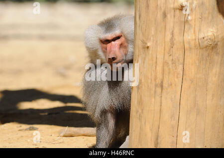 Papio hamadryas baboon, hamadryas, homme, du tronc, de se cacher, de face, assis, Looking at camera, point sur le premier plan, Banque D'Images