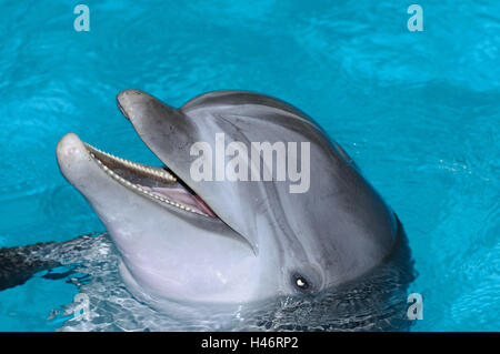 Grand dauphin commun, Tursiops truncatus, portrait, l'eau, vue latérale, point sur le premier plan, Banque D'Images