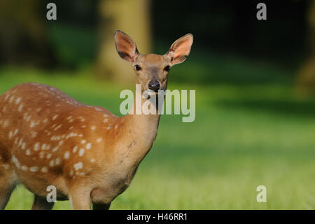 Dybowski deer, Cervus nippon dybowskii, femelles, demi-portrait, vue latérale, vue sur l'appareil photo, point sur le premier plan, Banque D'Images