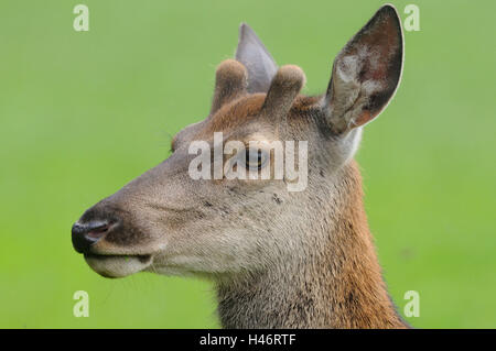 Red Deer (Cervus elaphus, homme, portrait, side view, point sur le premier plan, Banque D'Images