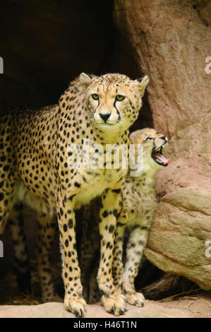 Le guépard, Acinonyx jubatus, mère avec de jeunes animaux, vue de face, debout, looking at camera, Banque D'Images