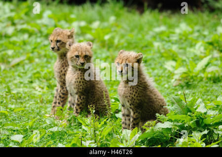 Le guépard, Acinonyx jubatus, les jeunes animaux, meadow, assis, Banque D'Images