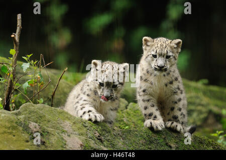 Les léopards, Uncia uncia, les jeunes animaux, rock, vue de face, looking at camera, Banque D'Images