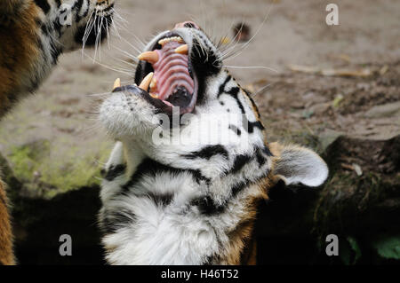 Tigre de Sibérie, Panthera tigris altaica, portrait, bâillements, Banque D'Images