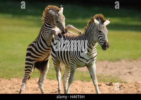 Le zèbre de Grant, Equus quagga boehmi, meadow, debout, Banque D'Images