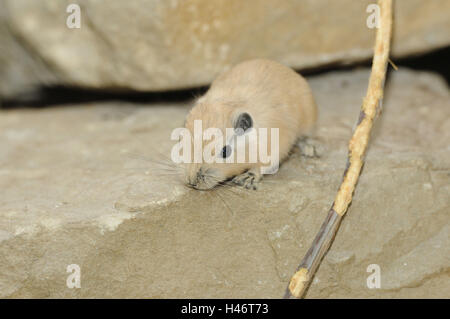 Ctenodactylus Gundi commun, gundi, jeune animal, rock, de face, assis, looking at camera, Banque D'Images