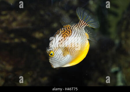 Cowfish Aracana ornata, orné, sous l'eau, vue latérale, natation, Banque D'Images