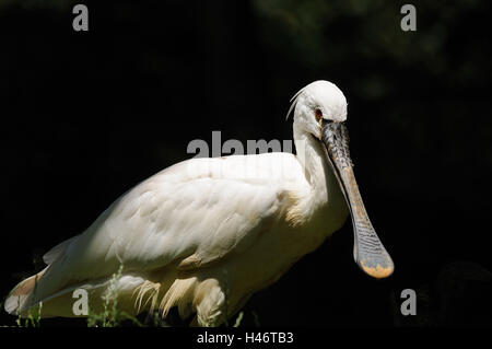 La spatule blanche Platalea leucorodia, debout, en vue latérale, looking at camera, Banque D'Images